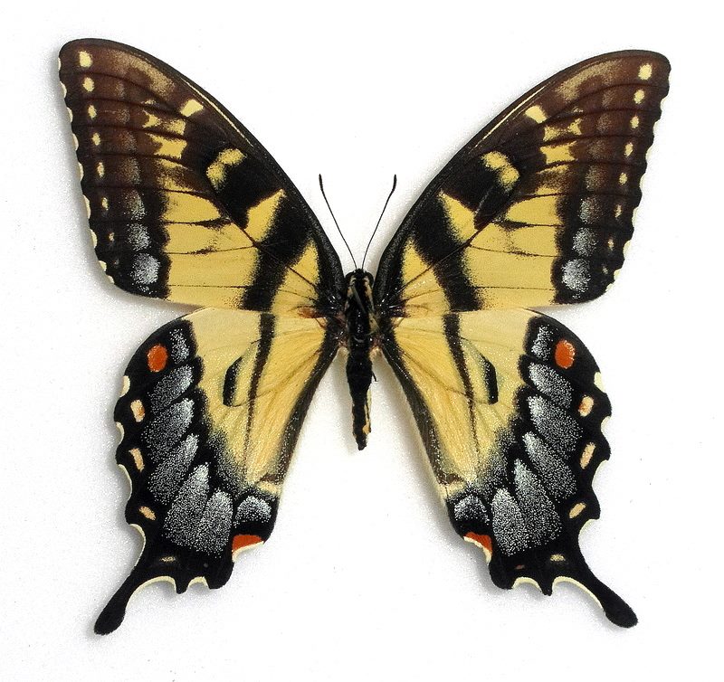 Papilio glaucus female (heavy blue and black markings) (Internet Image property of respective owner, non-commercial use only)